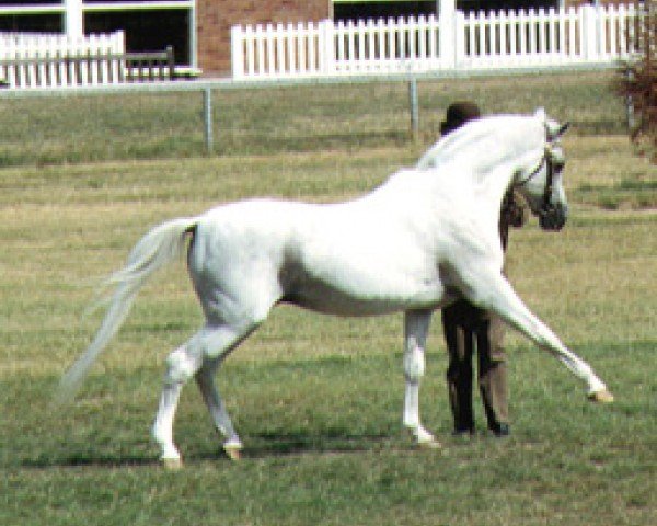 stallion Hanif ox (Arabian thoroughbred, 1962, from Silver Vanity ox)