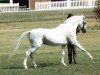 stallion Hanif ox (Arabian thoroughbred, 1962, from Silver Vanity ox)