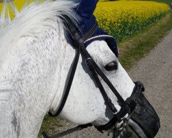 jumper Jubly Csongor (+) (Hungarian Warmblood, 2004)