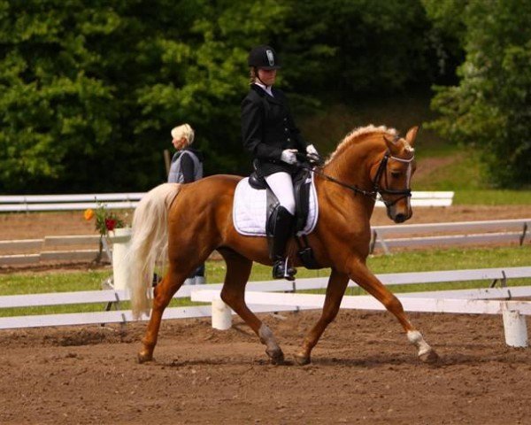 stallion Kingsettle Solidus (Palomino, 1997, from Roundhills Dancing Cloud)