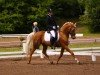 stallion Kingsettle Solidus (Palomino, 1997, from Roundhills Dancing Cloud)