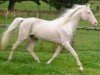 stallion Roundhills Dancing Cloud (Arab half breed / Partbred, 1993, from Moonshine Vision)