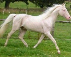 stallion Roundhills Dancing Cloud (Arab half breed / Partbred, 1993, from Moonshine Vision)