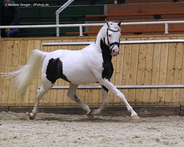 stallion TE Pharenheit (Pintabian, 2006, from RBA Phantom)