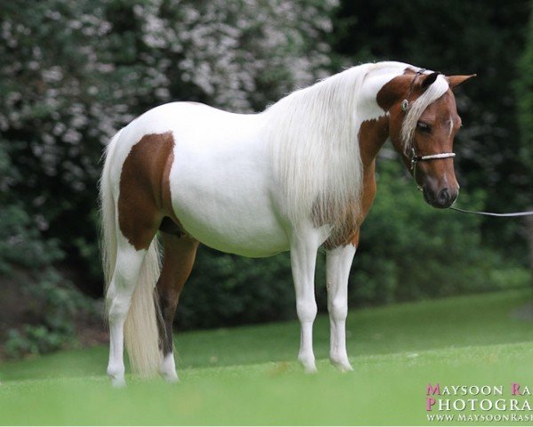 Zuchtstute Fallen Ash Eagles Second Symphony (Nederlands Mini Paarden,  , von Fallen Ash Farms Eagle Scout)