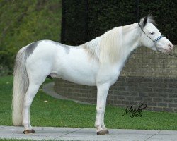 stallion Magic Mans Thriller (American Miniature Horse, 2002, from Magic Man of LTDs)