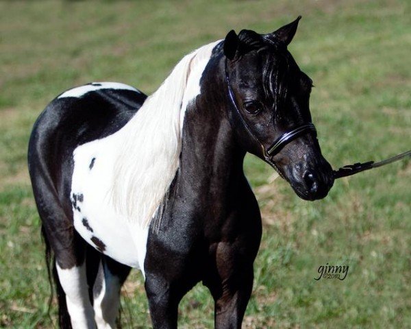 stallion Fallen Ash Farms Eagle Scout (American Miniature Horse, 2000, from L&D Scout)