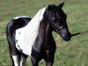 Deckhengst Fallen Ash Farms Eagle Scout (American Miniature Horse, 2000, von L&D Scout)