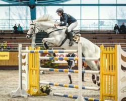 stallion Pitsburg (Russian Trakehner, 2005, from Grif Grej)