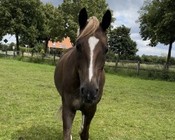 Dressurpferd Dancer's Dejavu (Deutsches Reitpony, 2016, von Dreidimensional AT NRW)