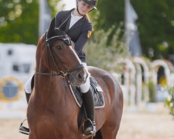 dressage horse MED-Lissy (Hanoverian, 2016, from Lissaro)