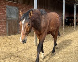 jumper Carrick (Oldenburg show jumper, 2022, from Carridam)