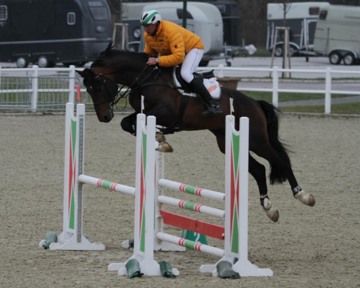 stallion Argon (Oldenburg, 2008, from Argentinus)