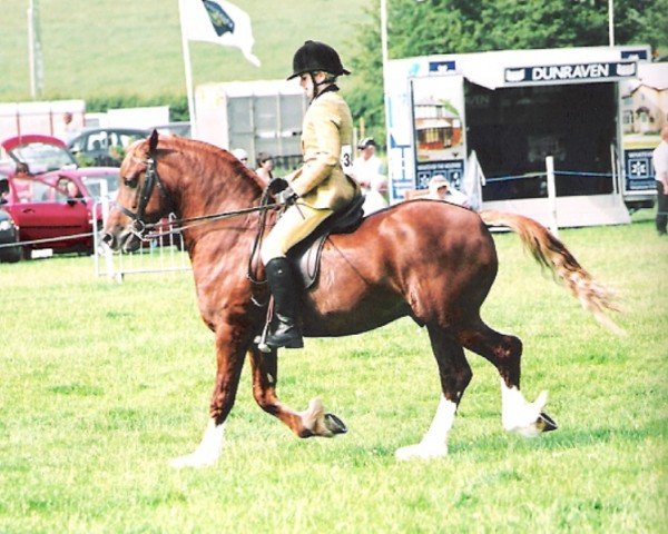 Pferd Tawelfan Jarvis Cocker (Welsh-Cob (Sek. D),  , von Glanvyrnwy Temptation)
