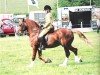 horse Tawelfan Jarvis Cocker (Welsh-Cob (Sek. D),  , from Glanvyrnwy Temptation)