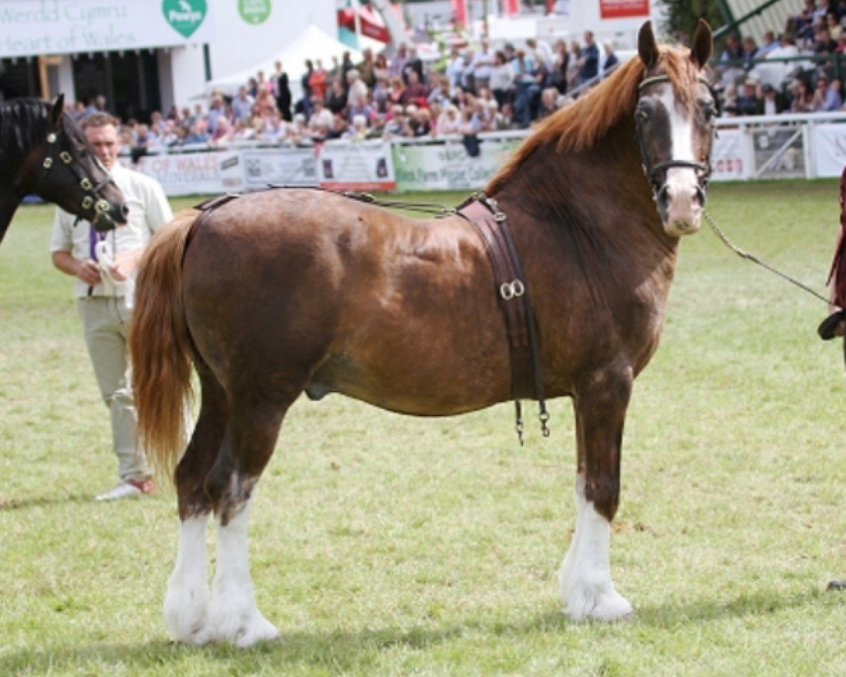 horse Glanvyrnwy Temptation (Welsh-Cob (Sek. D),  , from Glanvyrnwy Flying King)