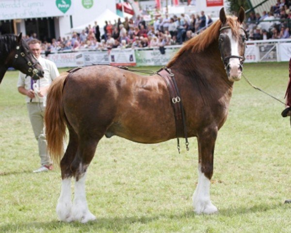 horse Glanvyrnwy Temptation (Welsh-Cob (Sek. D),  , from Glanvyrnwy Flying King)