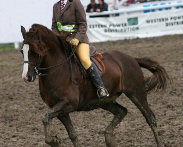 horse Nantymynydd Mab (Welsh-Cob (Sek. D), 1999, from Glanvyrnwy Temptation)