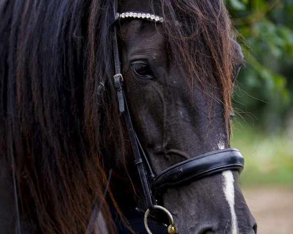 Pferd Runa (Schlesier, 2014, von Rewelios)