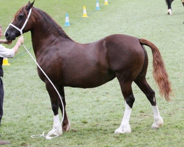 Pferd Drogeda Golden Charm (Welsh-Cob (Sek. D), 2006, von Nantymynydd Mab)