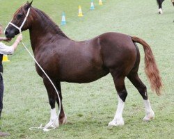 Pferd Drogeda Golden Charm (Welsh-Cob (Sek. D), 2006, von Nantymynydd Mab)