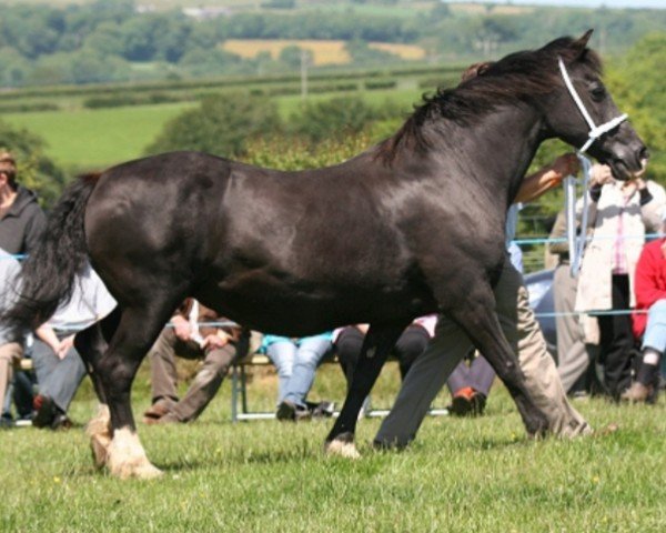 Zuchtstute Trefaes Black Pearl (Welsh-Cob (Sek. D), 1986, von Trefaes Toreth)