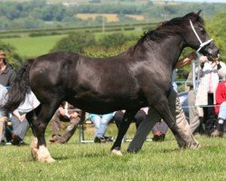 broodmare Trefaes Black Pearl (Welsh-Cob (Sek. D), 1986, from Trefaes Toreth)