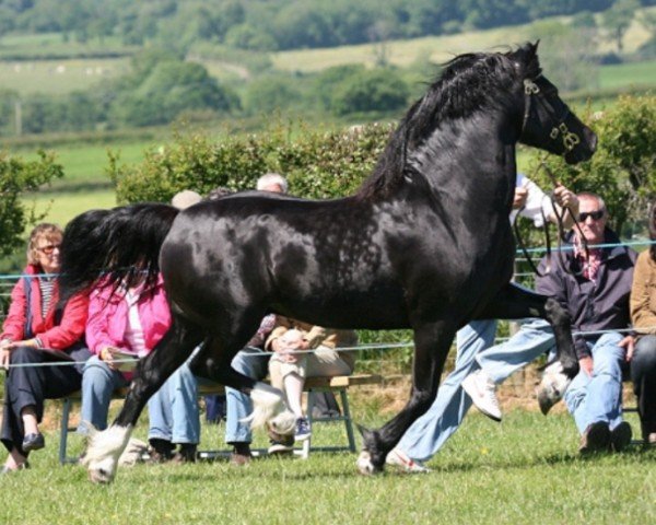 Deckhengst Trefaes Black Marvel (Welsh-Cob (Sek. D), 2004, von Gwynfaes Culhwch)