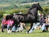 stallion Trefaes Black Marvel (Welsh-Cob (Sek. D), 2004, from Gwynfaes Culhwch)