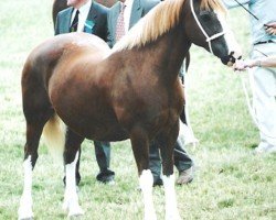 broodmare Trefaes Golden Pearl (Welsh-Cob (Sek. D), 1992, from Horeb Euros)