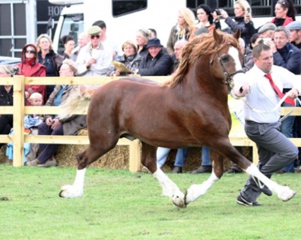 Deckhengst Drogeda The Outlaw (Welsh-Cob (Sek. D), 2007, von Danaway Tango)