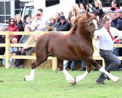 Deckhengst Drogeda The Outlaw (Welsh-Cob (Sek. D), 2007, von Danaway Tango)