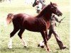 stallion Trevallion Trysor (Welsh-Cob (Sek. D), 1985, from Derwen Telynor)