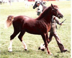 Deckhengst Trevallion Trysor (Welsh-Cob (Sek. D), 1985, von Derwen Telynor)