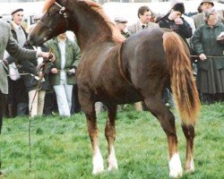 Deckhengst Glantraeth Welsh Treasure (Welsh-Cob (Sek. D), 1988, von Trevallion Trysor)