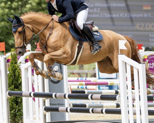 jumper Talou B Z (Zangersheide riding horse, 2020, from Taloubet Z)