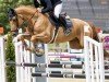 jumper Talou B Z (Zangersheide riding horse, 2020, from Taloubet Z)