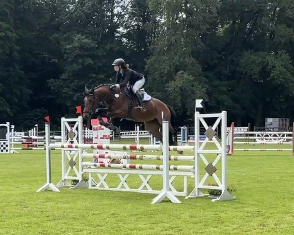 jumper Quidalina (Zangersheide riding horse, 2017, from Quidam de Revel)