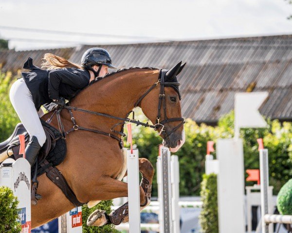 jumper Amigo 1917 (Oldenburg show jumper, 2018, from Armison)