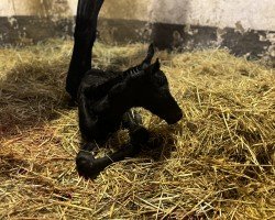 foal by For Infinity (Trakehner, 2024, from Speedway 7)