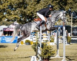 jumper Clara 207 (German Sport Horse, 2017, from Calidrio)