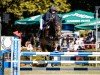 jumper Cassandra Castella F (Hanoverian, 2009, from Contagio)