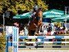 jumper Ascando (German Sport Horse, 2015, from Amiro Z)