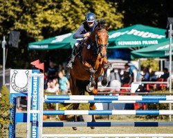 jumper Ascando (German Sport Horse, 2015, from Amiro Z)