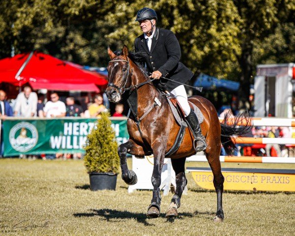 stallion Cesaretto (German Sport Horse, 2010, from Cesaro)