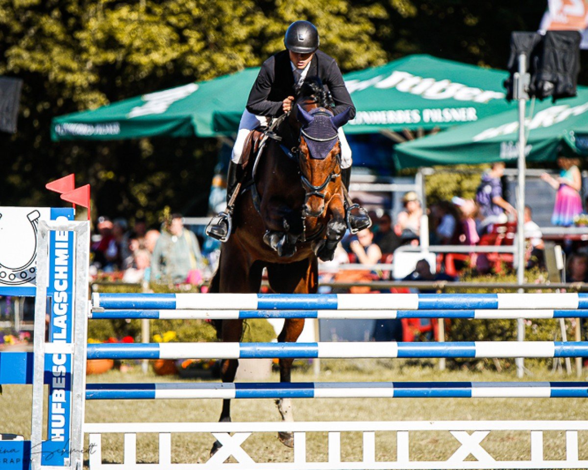 jumper Conmigo 9 (German Sport Horse, 2016, from Chaman)