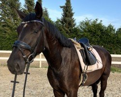 horse Willi (Hanoverian, 2020, from Weltjunge)