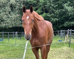 dressage horse Scotch (Hanoverian, 2019, from Sarotti Mocca-Sahne)