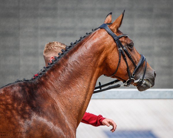 broodmare Damina (German Sport Horse, 2007, from Lehnbach)