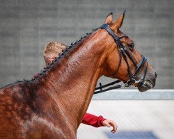 Zuchtstute Damina (Deutsches Sportpferd, 2007, von Lehnbach)